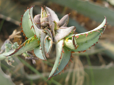 Bulbilles d'Agave asperrima X xylonacantha