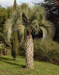 Pépinière Palmaris Butia yatay