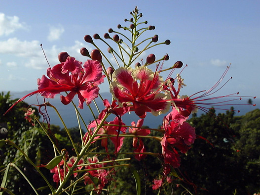 Pépinière Palmaris Caesalpinia pulcherrima