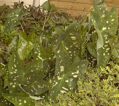 Pépinière Palmaris Caladium humboldii