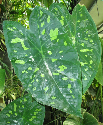 Pépinière Palmaris Caladium humboldii