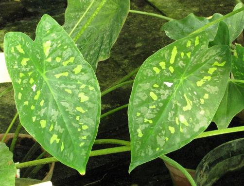 Pépinière Palmaris Caladium humboldii