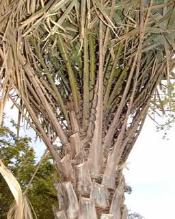 Pépinière Palmaris Copernicia alba