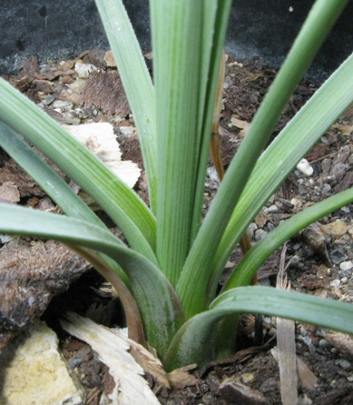 Pépinière Palmaris Calibanus hookerii