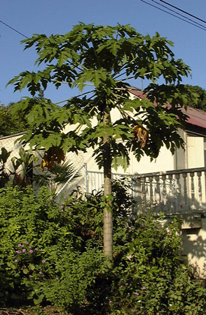 Pépinière Palmaris Carica papaya Papayer