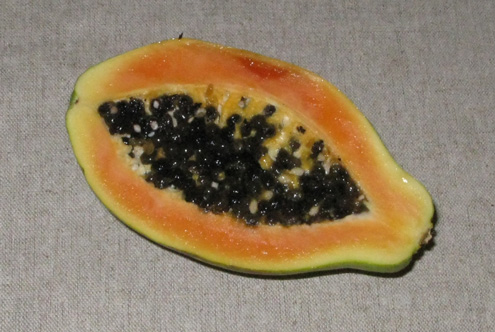 Pépinière Palmaris Carica papaya Papayer