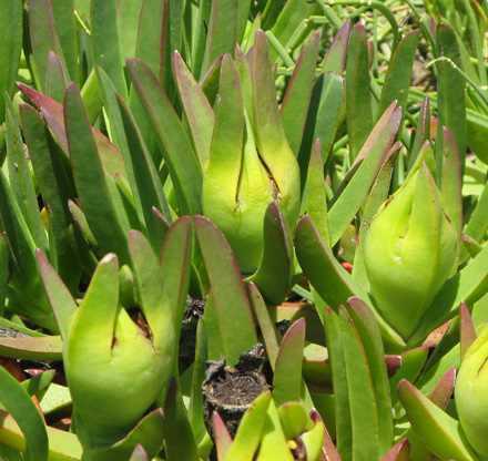 Pépinière Palmaris Carpobrotus edulis