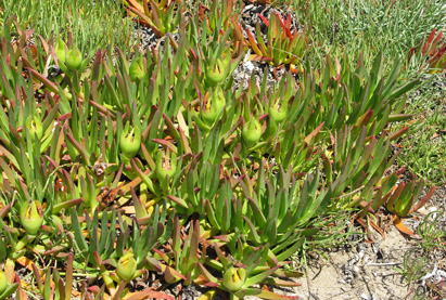 Pépinière Palmaris Carpobrotus edulis