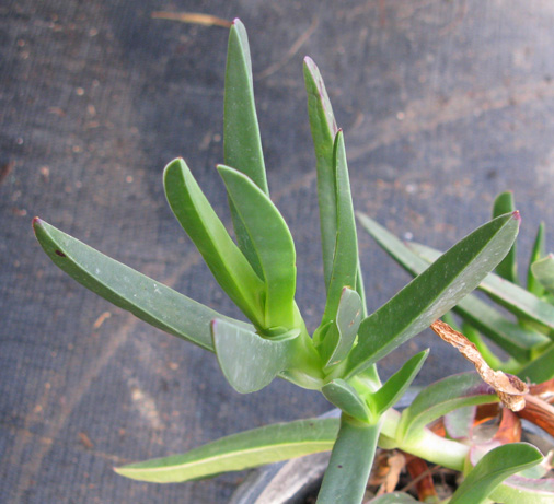 Pépinière Palmaris Carpobrotus edulis