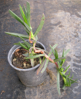 Pépinière Palmaris Carpobrotus edulis