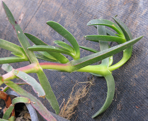 Pépinière Palmaris Carpobrotus edulis