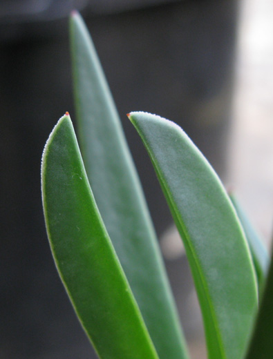 Pépinière Palmaris Carpobrotus edulis