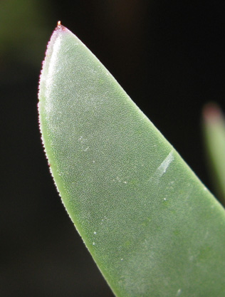 Pépinière Palmaris Carpobrotus edulis