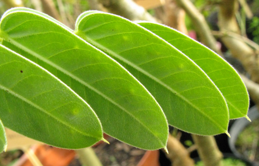 Pépinière Palmaris Cassia didymobothrya