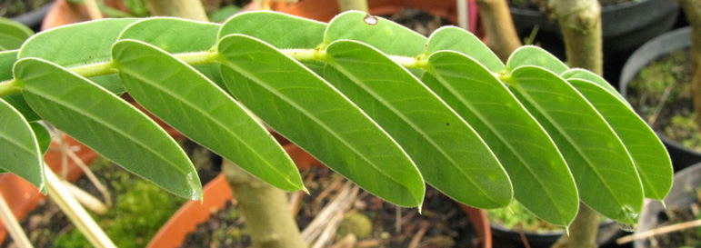 Pépinière Palmaris Cassia didymobothrya