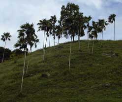 Pépinière Palmaris Coccothrinax barbadensis