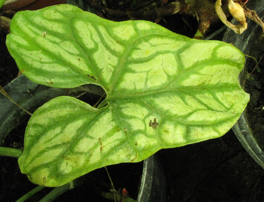 Pépinière Palmaris Cercestis mirabilis