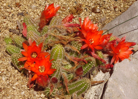 Pépinière Palmaris Chamaecereus sylvestris