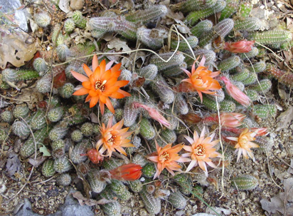 Pépinière Palmaris Chamaecereus sylvestris