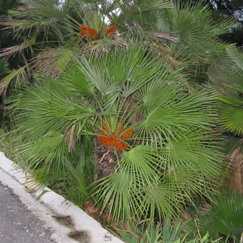 Chamaerops humilis