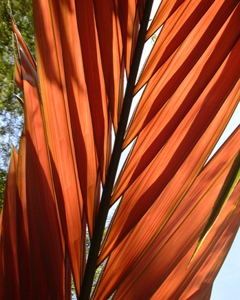 Feuille centrale rouge de Chambeyronia macrocarpa