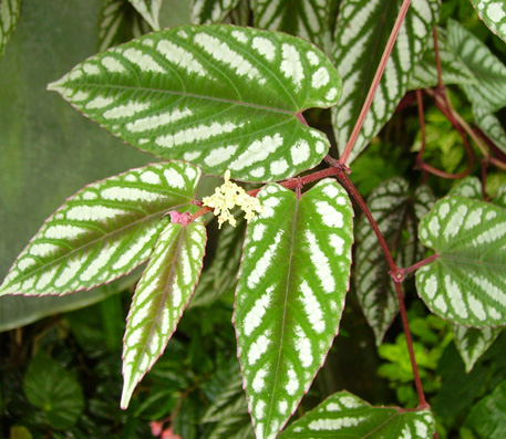 Pépinière Palmaris Cissus discolor mollis