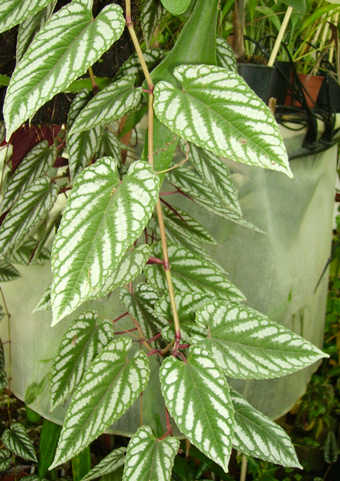 Pépinière Palmaris Cissus discolor mollis