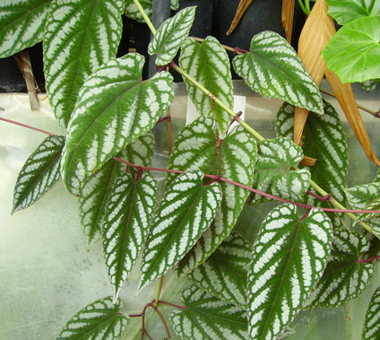 Pépinière Palmaris Cissus discolor mollis