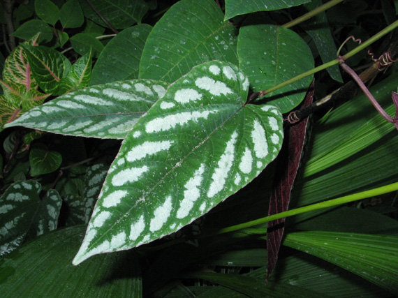 Pépinière Palmaris Cissus discolor mollis