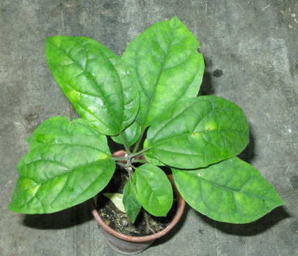 Pépinière Palmaris Clerodendrum thomsonae