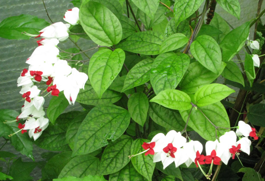 Pépinière Palmaris Clerodendrum thomsonae