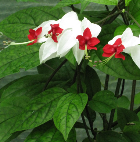 Pépinière Palmaris Clerodendrum thomsonae