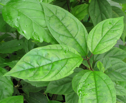 Pépinière Palmaris Clerodendrum thomsonae