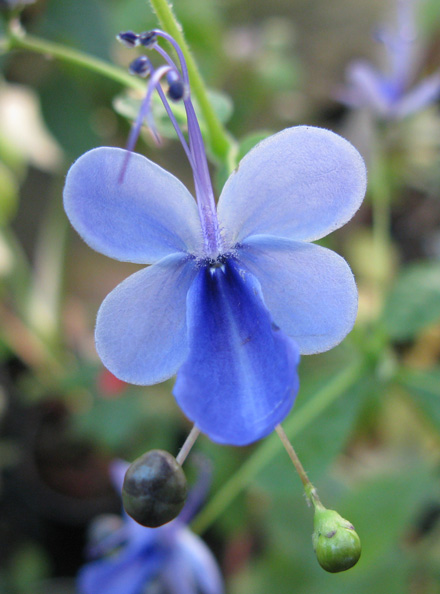 Pépinière Palmaris Clerodendrum ugandense