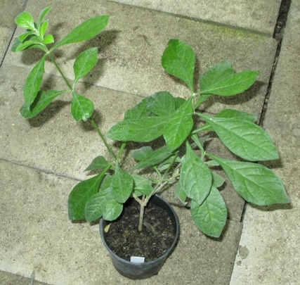 Pépinière Palmaris Clerodendrum ugandense