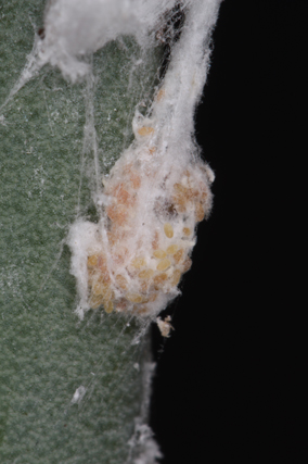 Cochenille lanigère sur agave