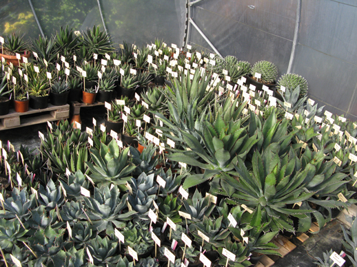 Pépinière Palmaris production agaves et palmiers