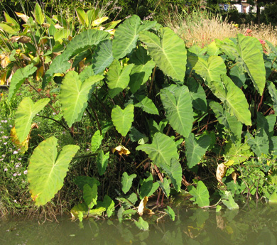 Pépinière Palmaris Colocasia esculenta