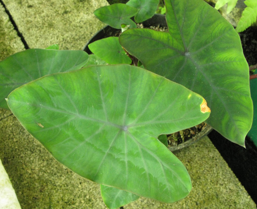 Pépinière Palmaris Colocasia esculenta