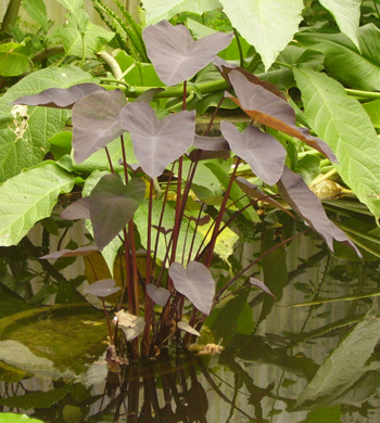 Pépinière Palmaris Colocasia esculenta Black magic