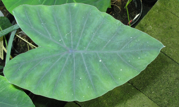 Pépinière Palmaris Colocasia esculenta Black magic