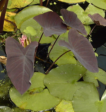 Pépinière Palmaris Colocasia esculenta Black magic