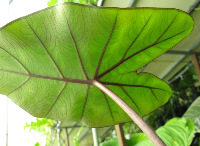 Pépinière Palmaris Colocasia esculenta Black magic