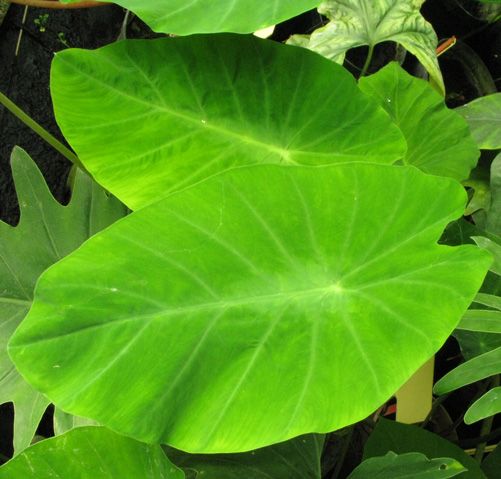 Pépinière Palmaris Colocasia  fallax