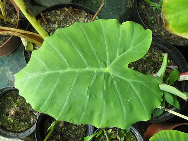 Pépinière Palmaris Colocasia  gigantea