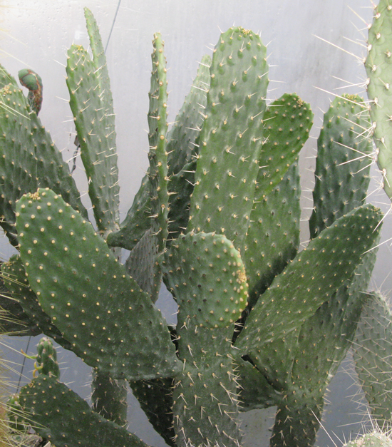 Pépinière Palmaris Consolea rubescens