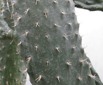 Pépinière Palmaris Consolea rubescens