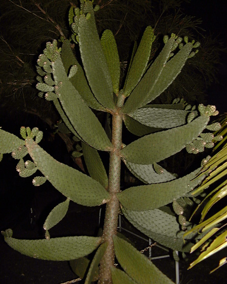 Pépinière Palmaris Consolea Guadeloupe