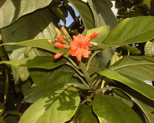 Pépinière Palmaris Cordia sebestana