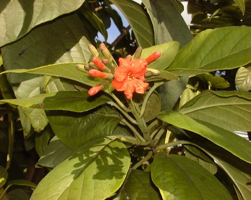 Pépinière Palmaris Cordia sebestana